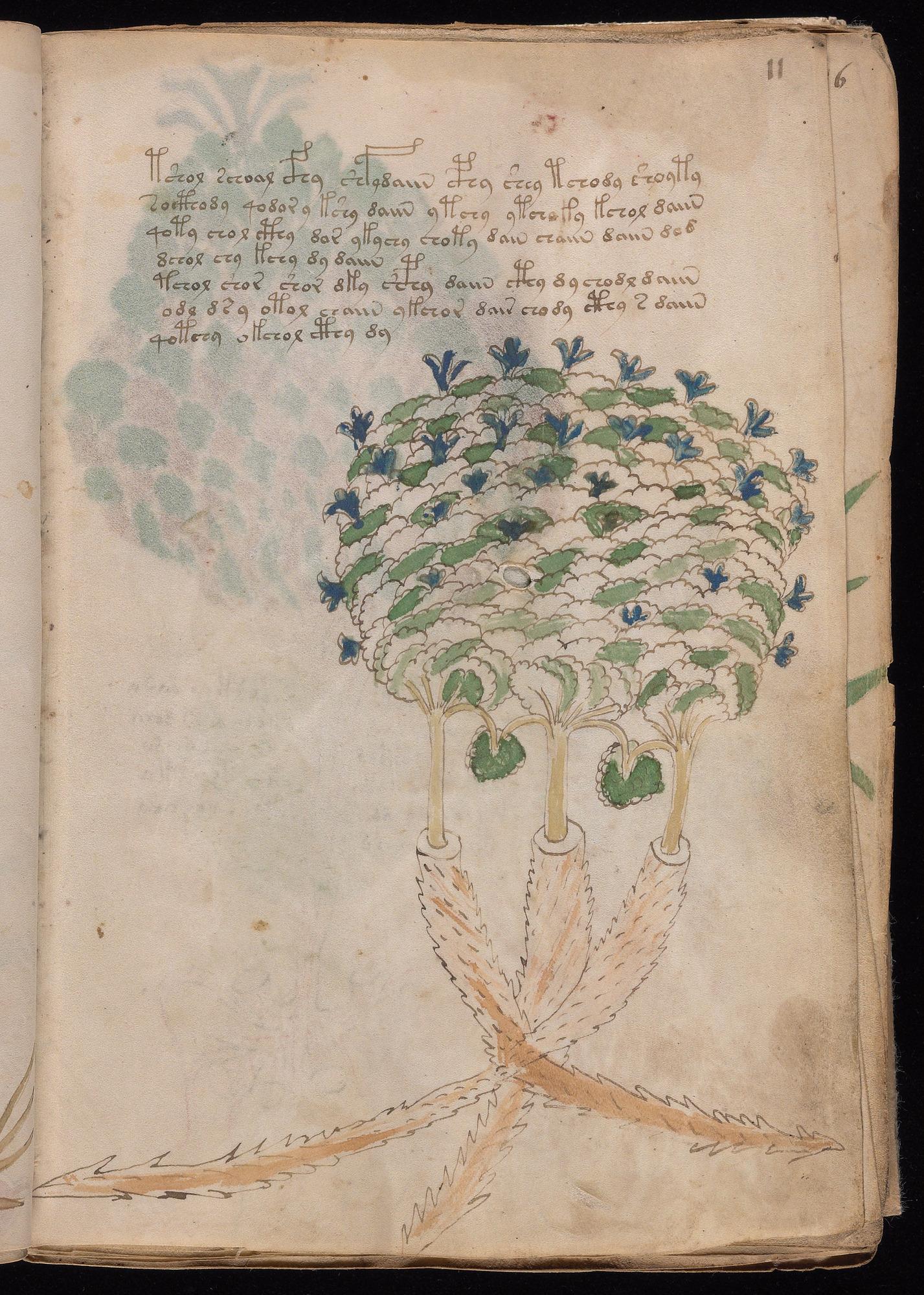 Herbal Page 21